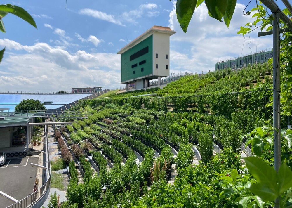 Вторая жизнь старого стадиона