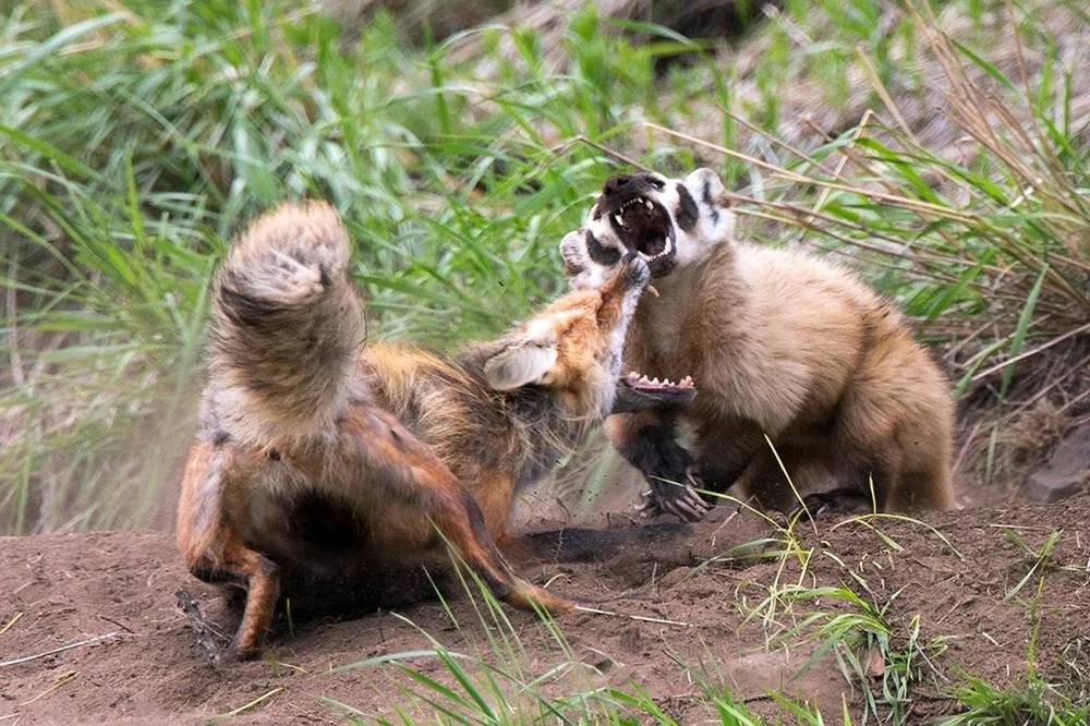 Американский барсук: неадекватный и злой