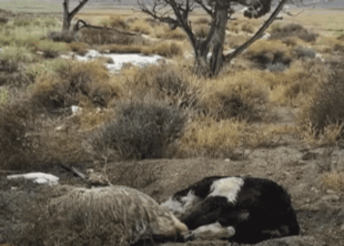 Американский барсук: неадекватный и злой