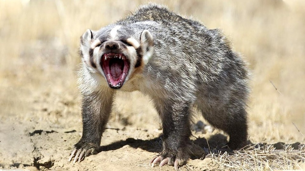 Американский барсук: неадекватный и злой
