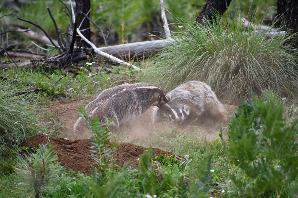 Американский барсук: неадекватный и злой