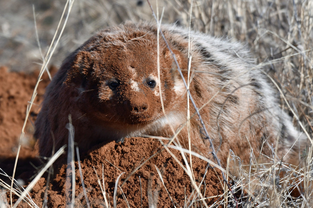 Американский барсук: неадекватный и злой