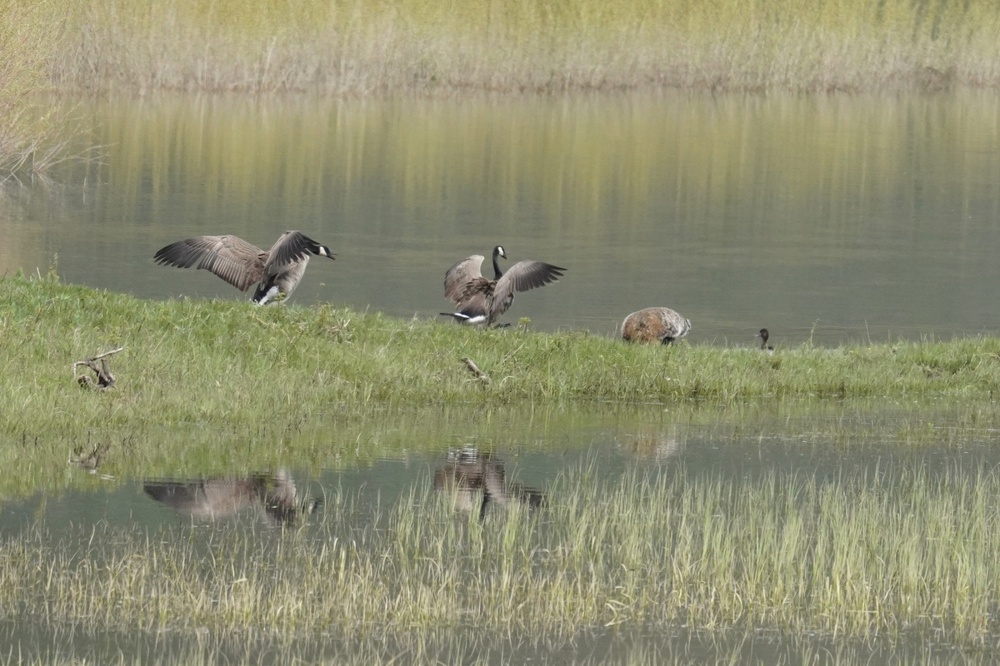 Американский барсук: неадекватный и злой