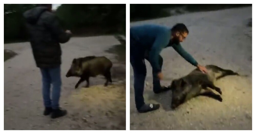 Дружелюбный и ласковый зверь