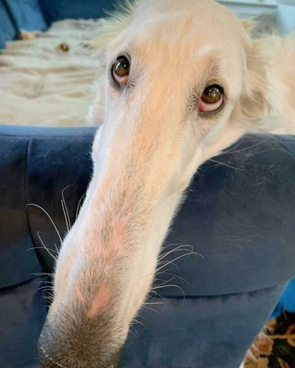 Если кто-то из вас думает, что у вас длинный нос