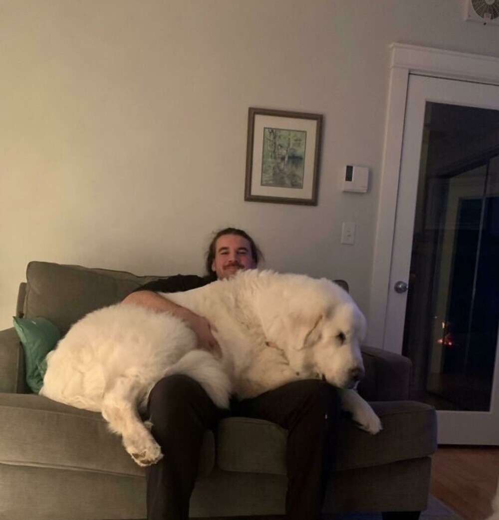 Конечно, собака огромная по сравнению со своим хозяином