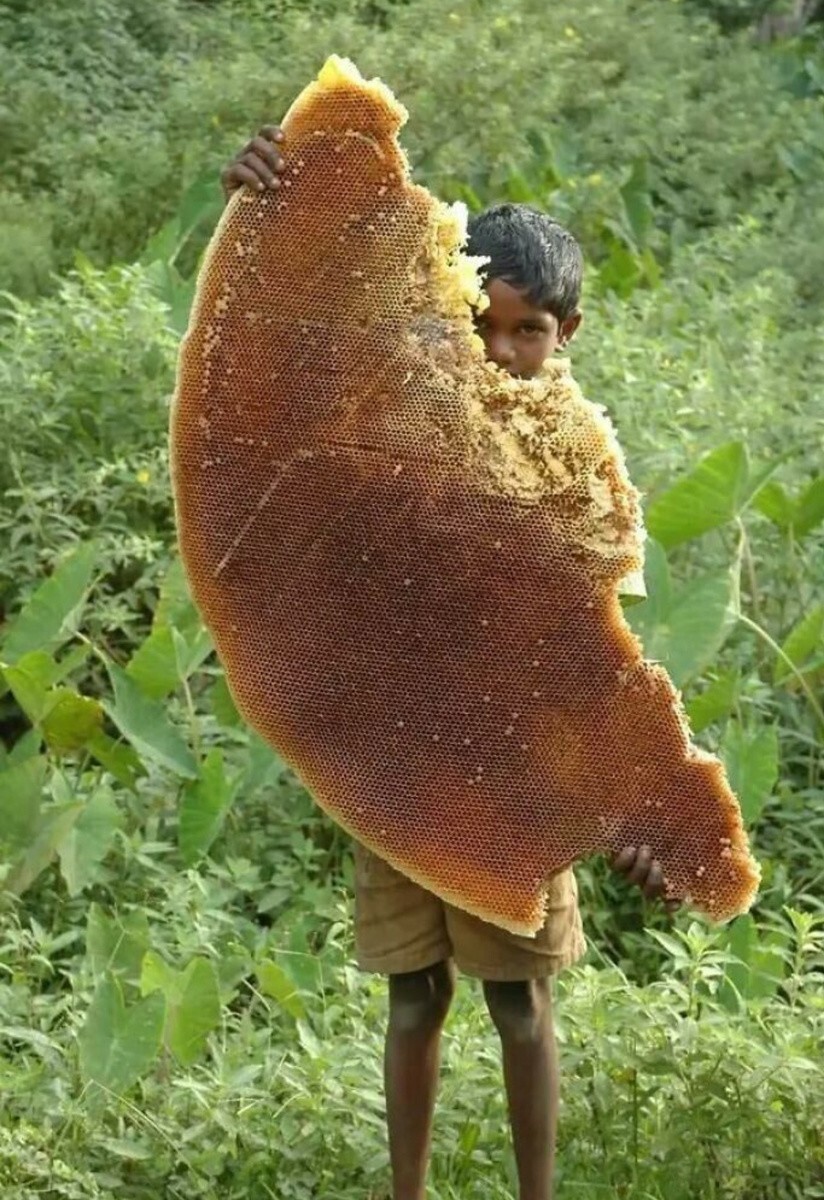 В руках у мальчика медовые соты