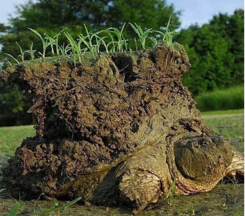 Просто черепаха закончила спячку