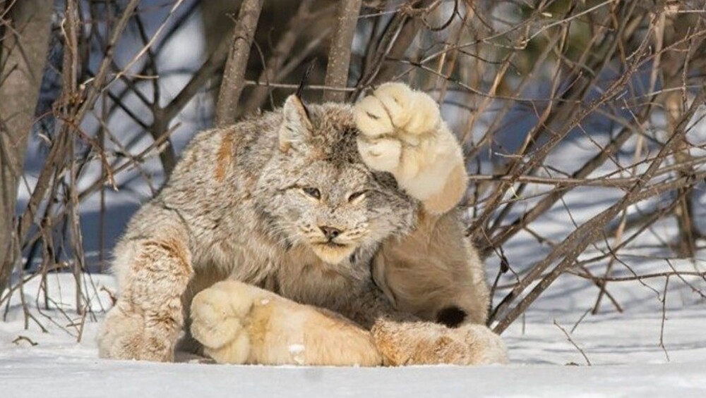 Лапа канадской рыси, которой она спокойно умывается, как и домашние коты