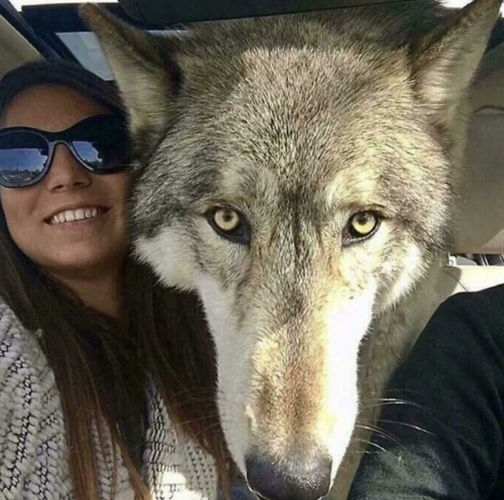 Этого пса спасли люди. Согласно анализа ДНК, он на 87,5% серый волк, на 8,6% сибирский хаски, на 3,9% немецкая овчарка