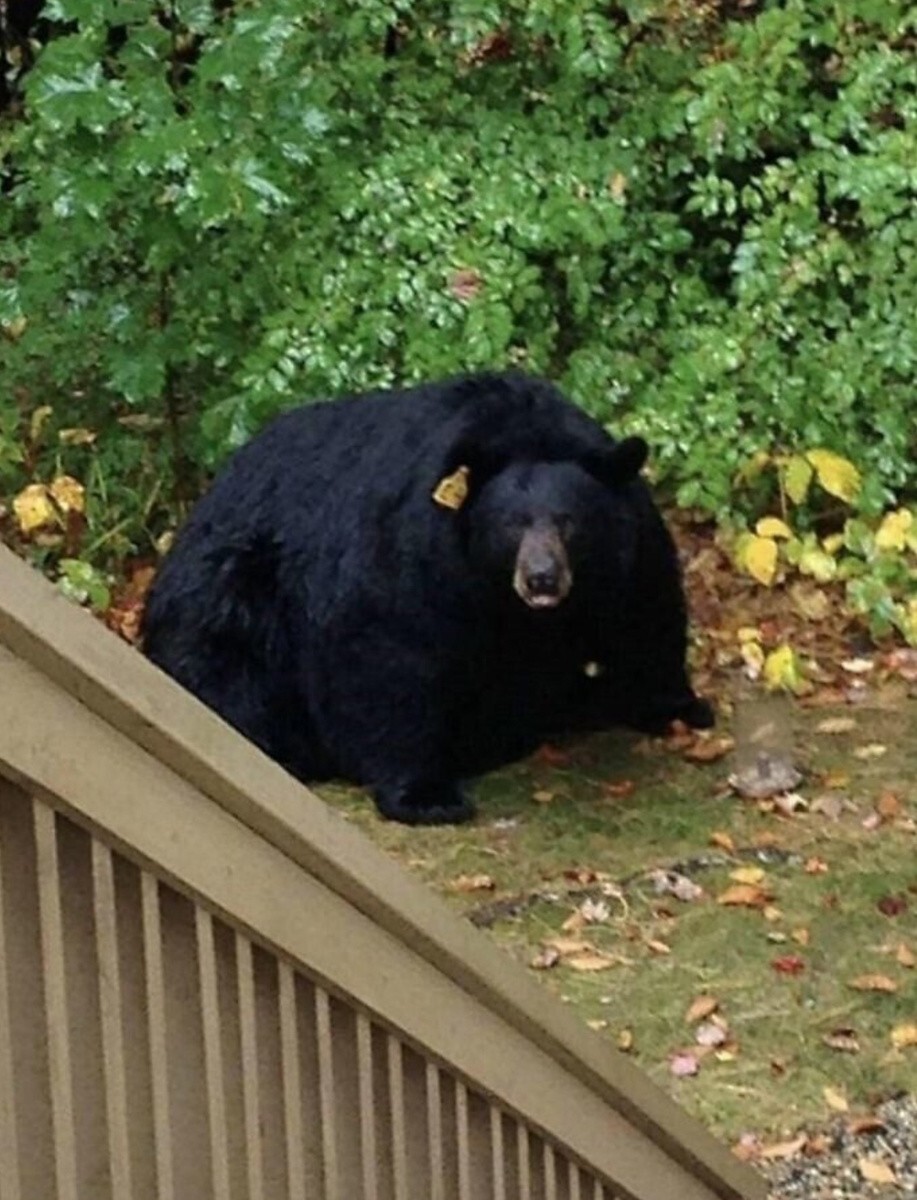 Интересно, поможет ли ему поменьше есть… или это нормальный вес для такого медведя?