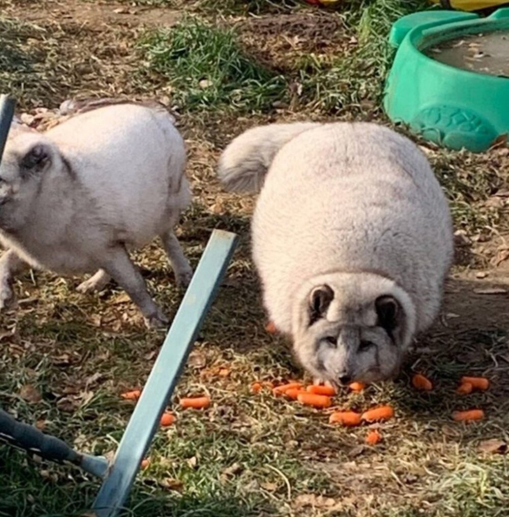 Песец готовится к зиме: плюс 50% к обычному весу и в 5 раз пушистее