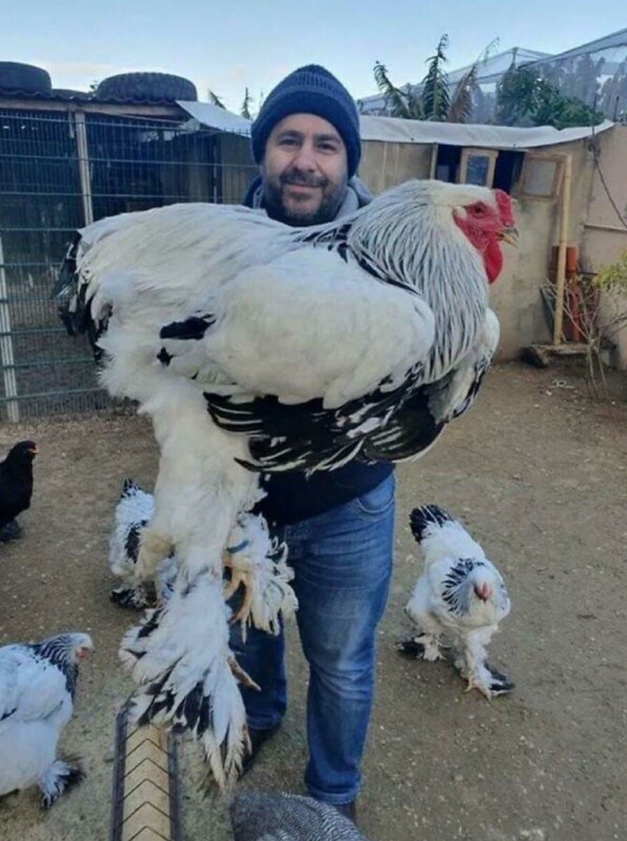 Курицы тоже бывают огромных размеров