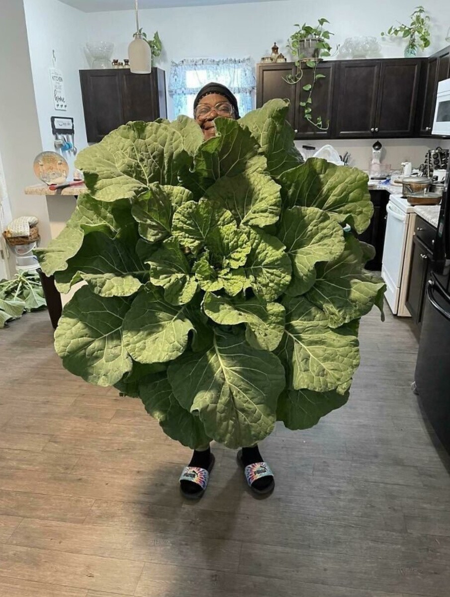 Огромная капуста выросла