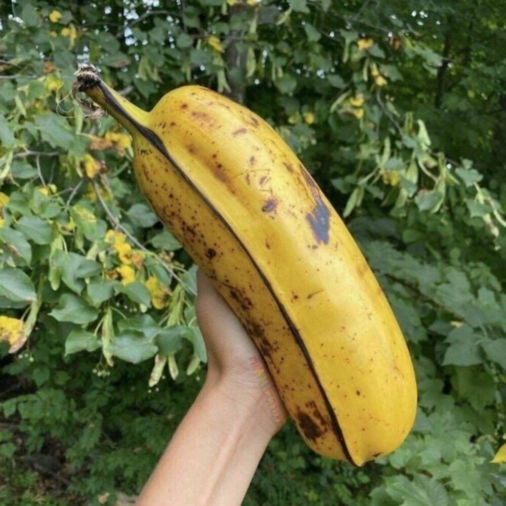 Только посмотрите до каких размеров вырастают гавайские бананы