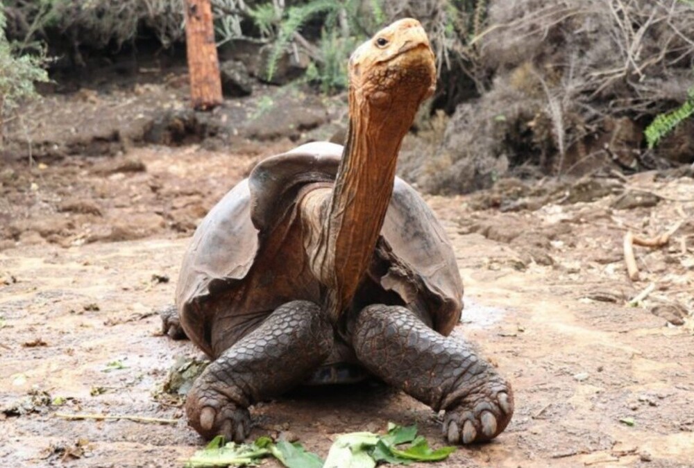 Самцу черепахи на снимке 100 лет. Его можно считать героем, ведь он на протяжении 30-лет оплодотворял самок, чтобы спасти свой вид. В результате у него 800 детей. И не так давно его отпустили
