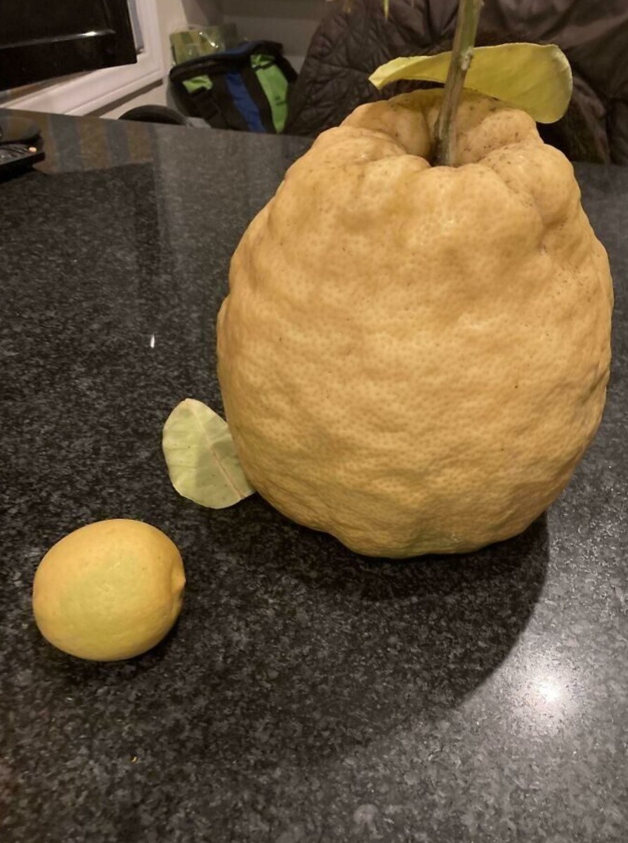 Обычный лимон и гигант