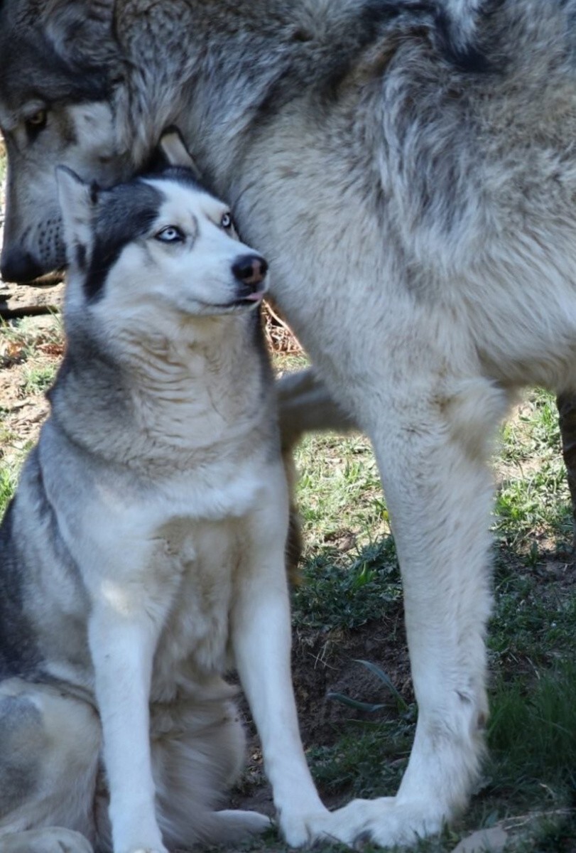 На фото хаски и волк