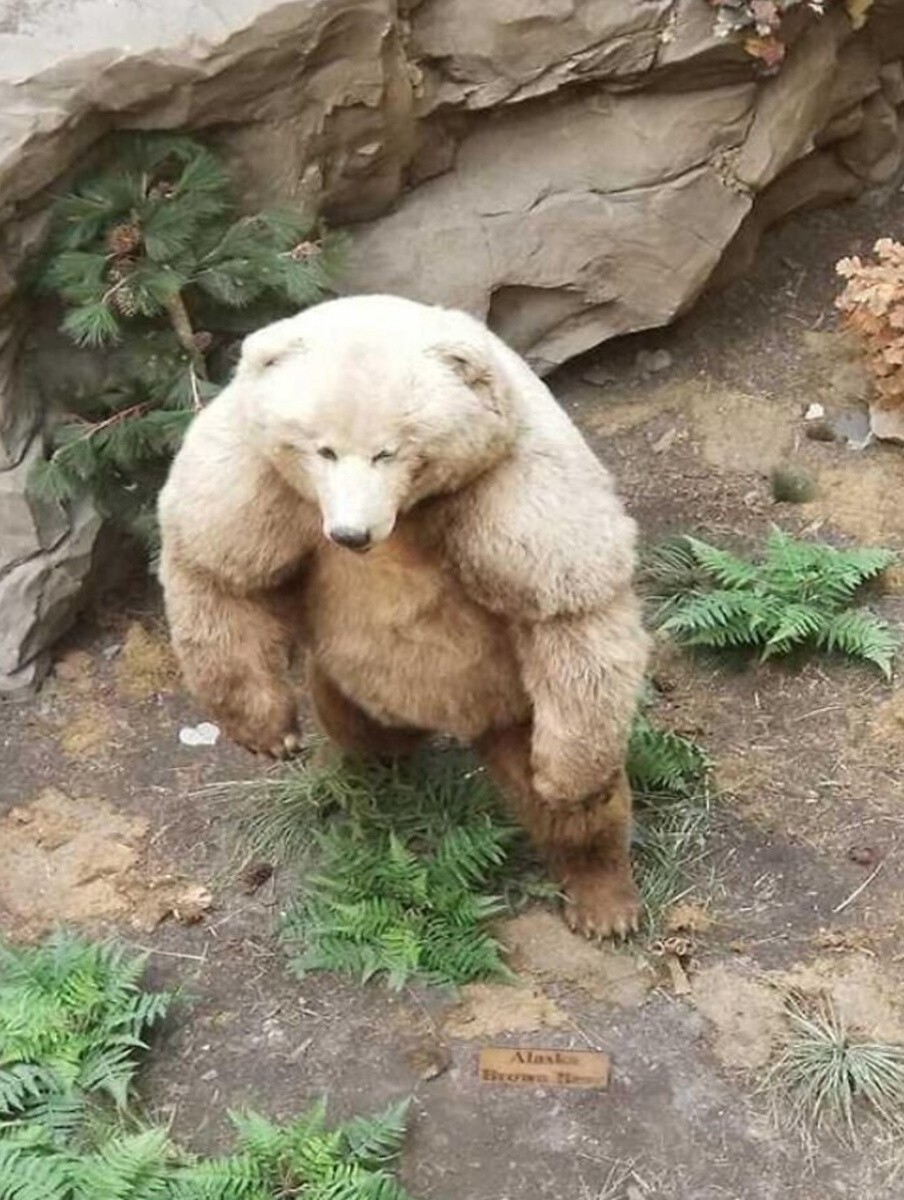 Где-то близко есть спортзал для медведей?