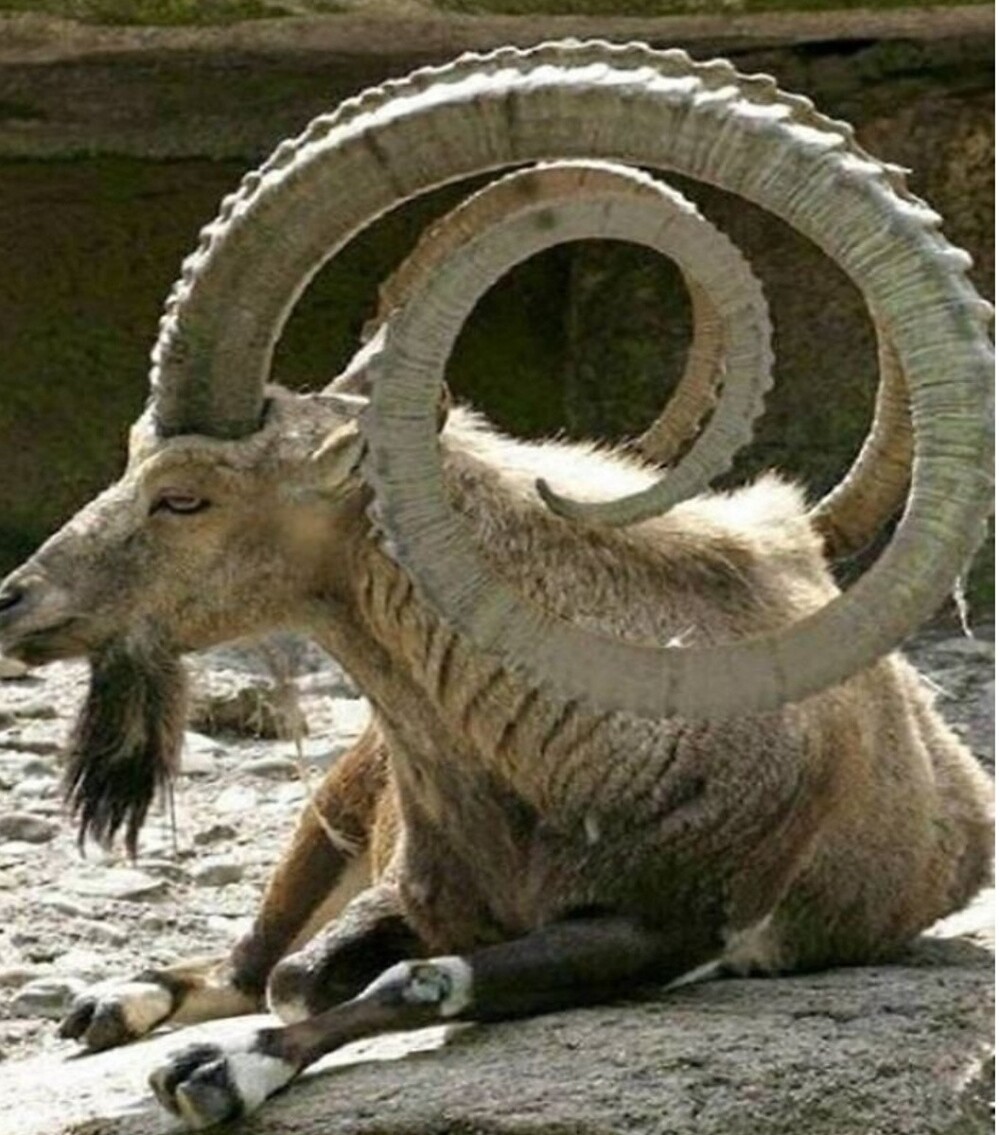 Козлу уже много лет, что и подтверждают огромные рога