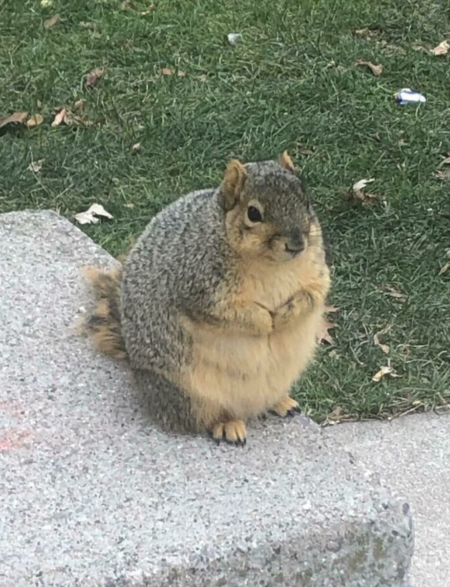 Белка, которая не знает меры