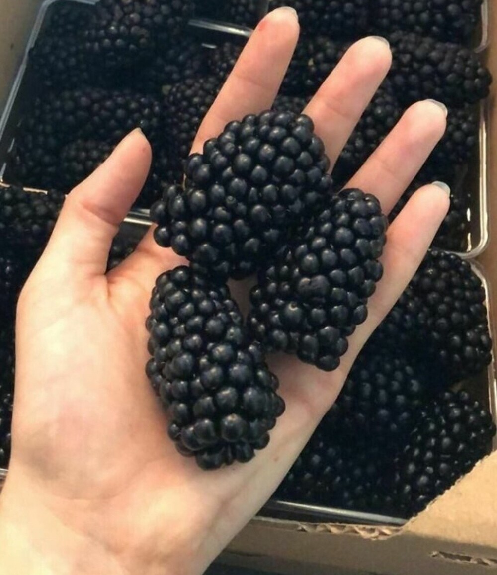 Рука взрослого человека и ежевика