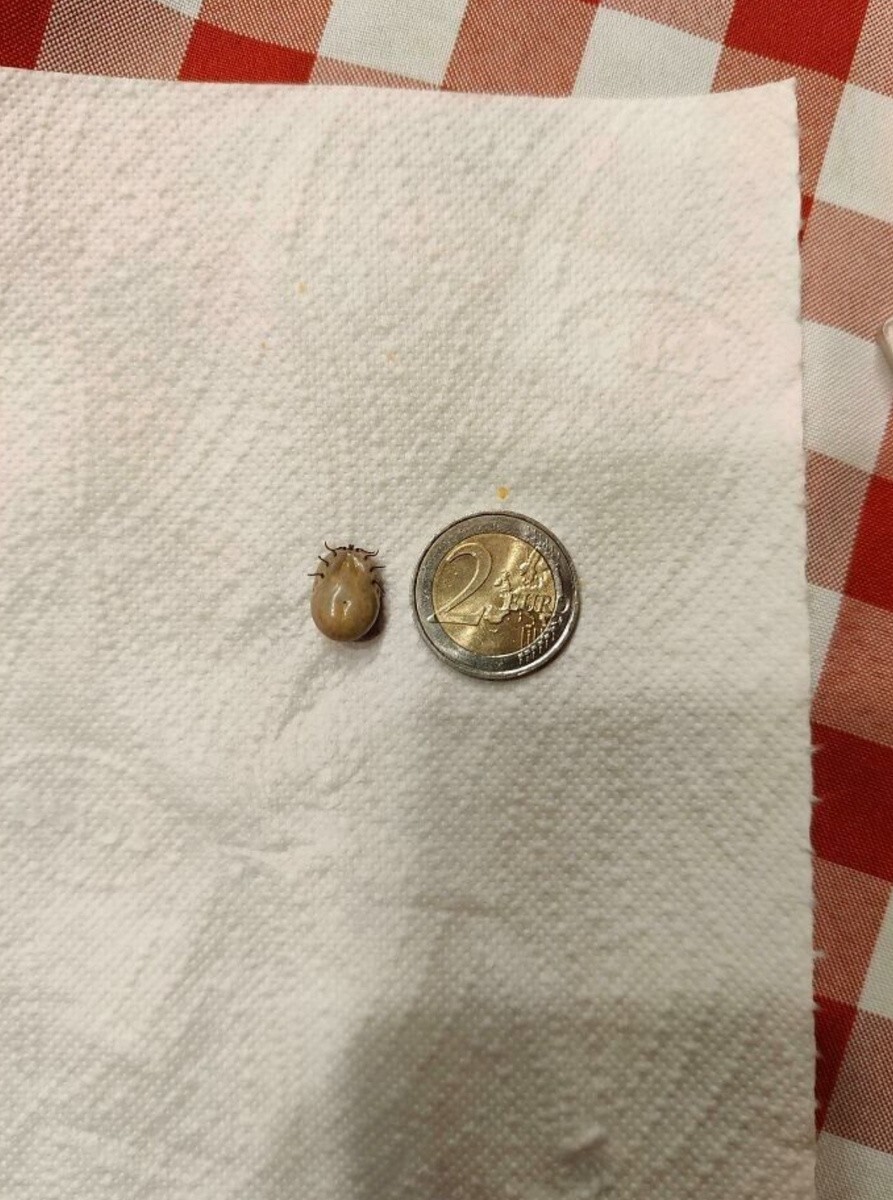 Огромный клещ, от которого спасли кошку