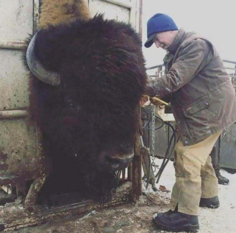 Взять анализ крови у бизона – не простая задача для ветеринара