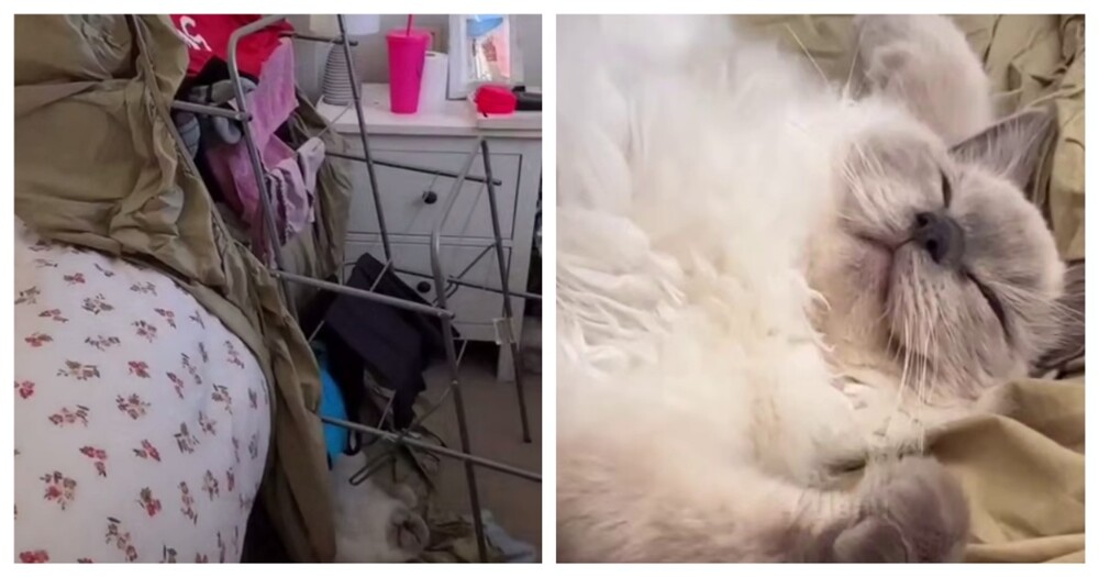 Кот уснул на месте преступления