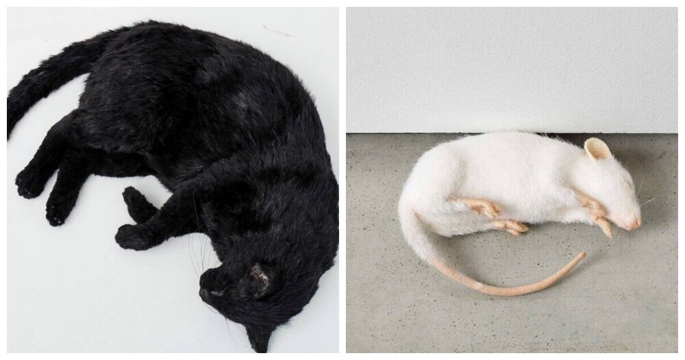 2. Кошки и мышки