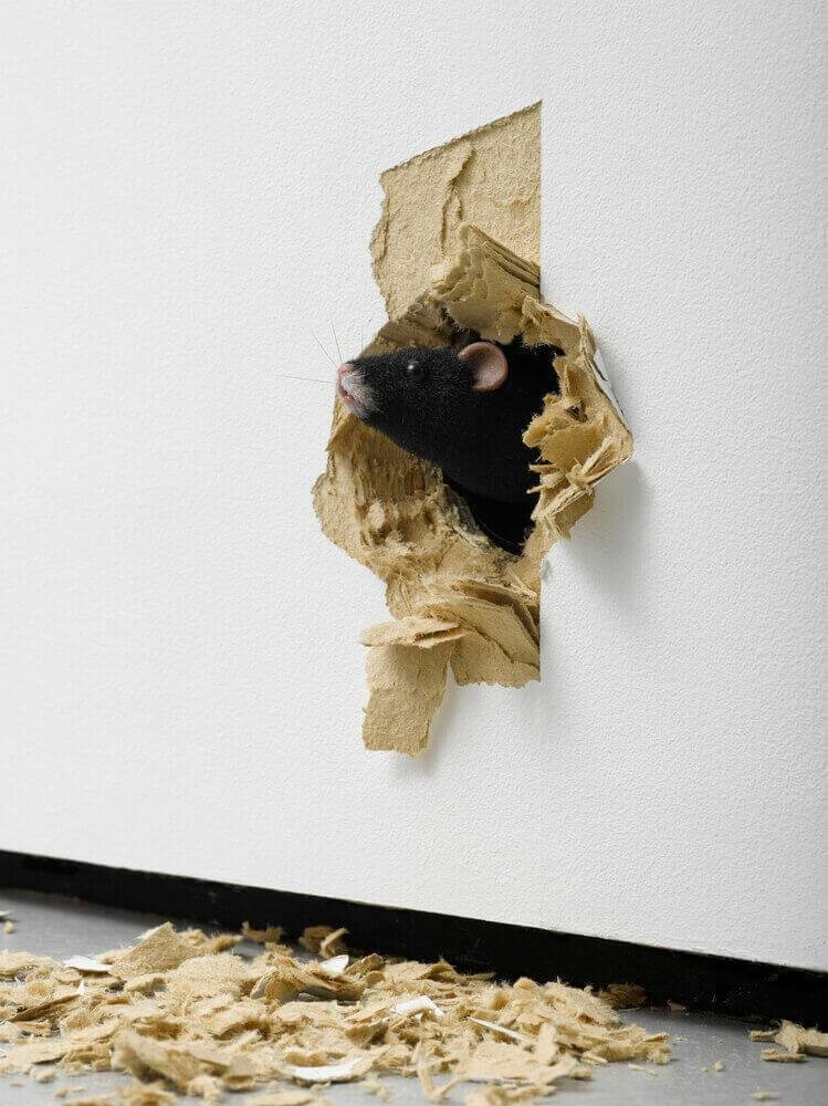 11 примеров странного, но символичного современного искусства