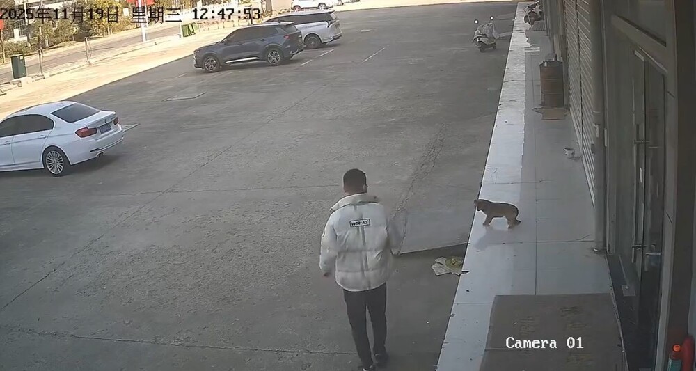 Парень пожалел, что решил обидеть собаку