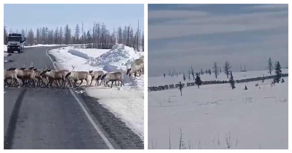 Стадо оленей перекрыло дорогу на Камчатке