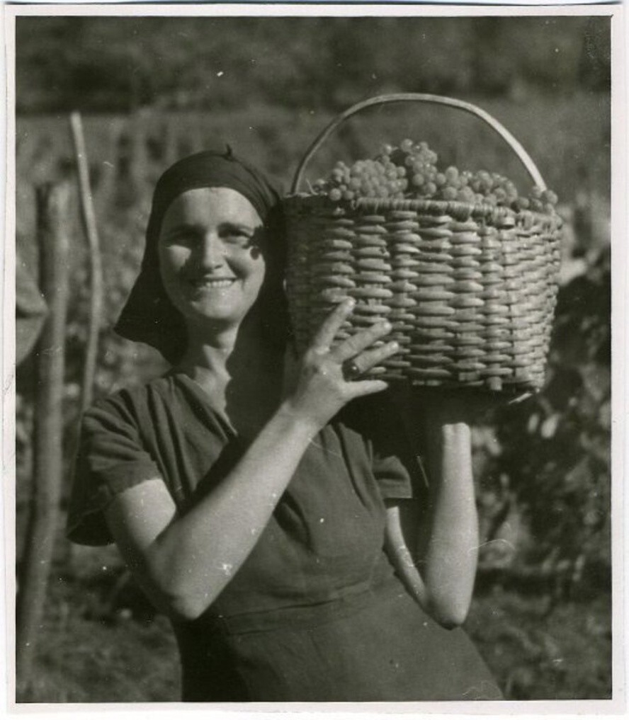 Осень в винодельческом совхозе № 2. 1950-е. Неизвестный автор. Грузинская ССР.