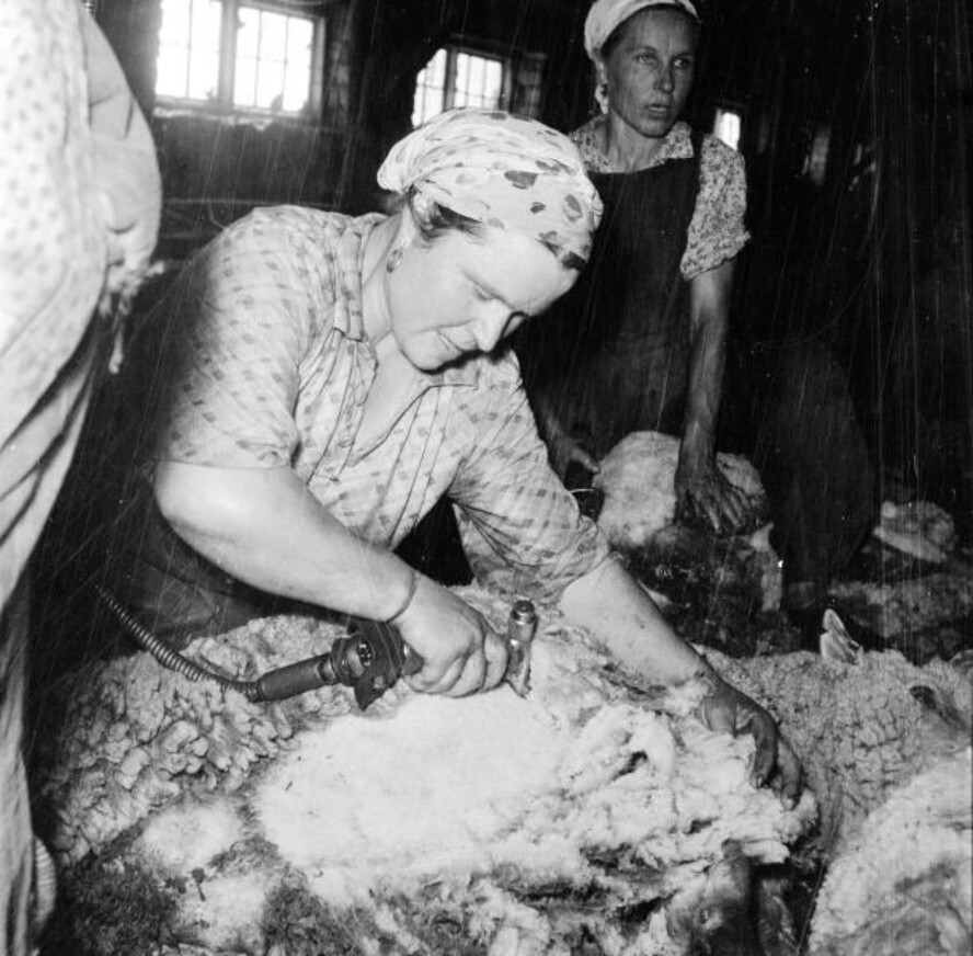 Стрижка овец. Колхоз «9-е января». 1957 год. Автор: Всеволод Тарасевич. Ставропольский край.