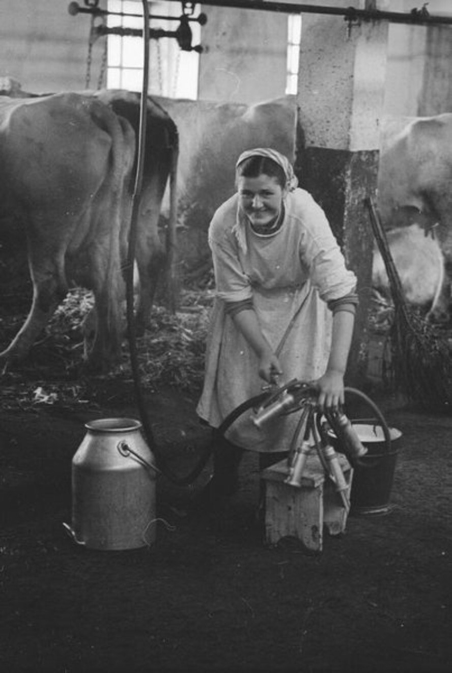 Доярка в коровнике. 1960 год. Автор: Всеволод Тарасевич.  Черновицкая область.