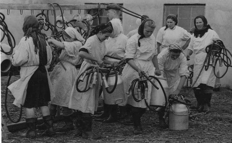 Доярки. 1950-е. Автор: Всеволод Тарасевич. Украинская ССР, колхоз «30 лет Советской Украины».