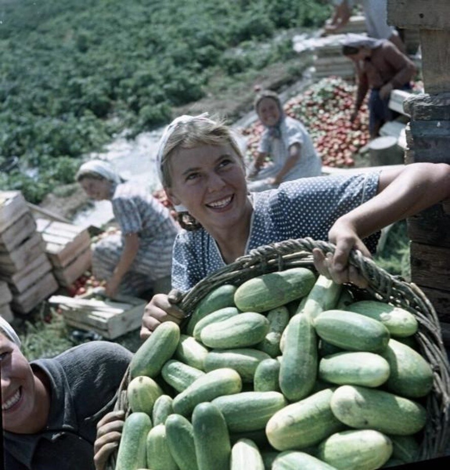 Колхозница Надя Кузнецова. 1957 год. Автор: Всеволод Тарасевич. Сталинградская область, Калачевский район, колхоз им. Кирова.