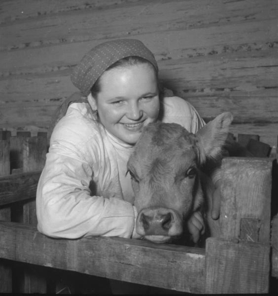 «А нас сфотографируйте вот так!..» Телятница Ираида Ленькова. 1957–1960 годы. Автор: Всеволод Тарасевич. Горьковская область, колхоз «Авангард».