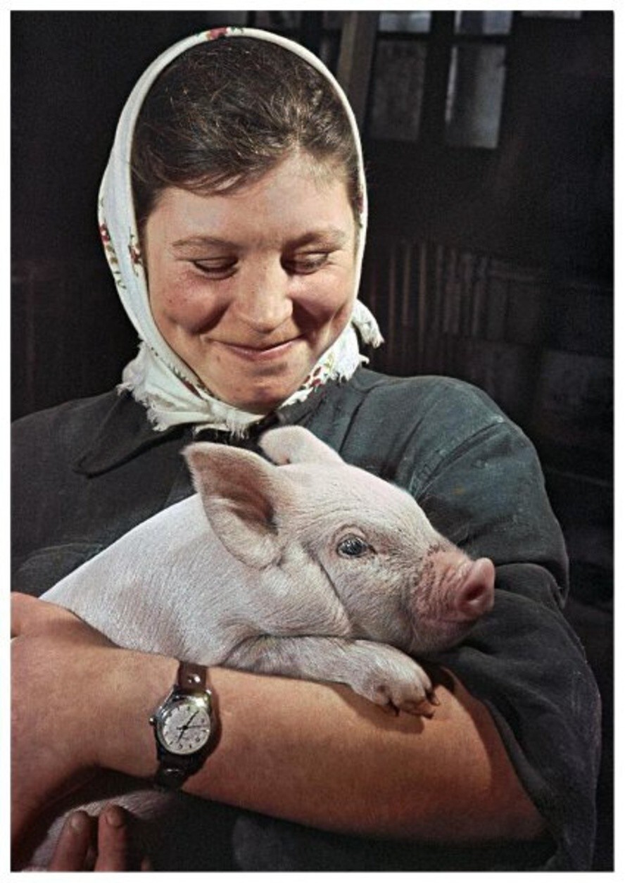 Целинный край. Лучшая свинарка Мария Рогачева со своим питомцем. 1961 год. Автор: Яков Рюмкин. Казахская ССР.