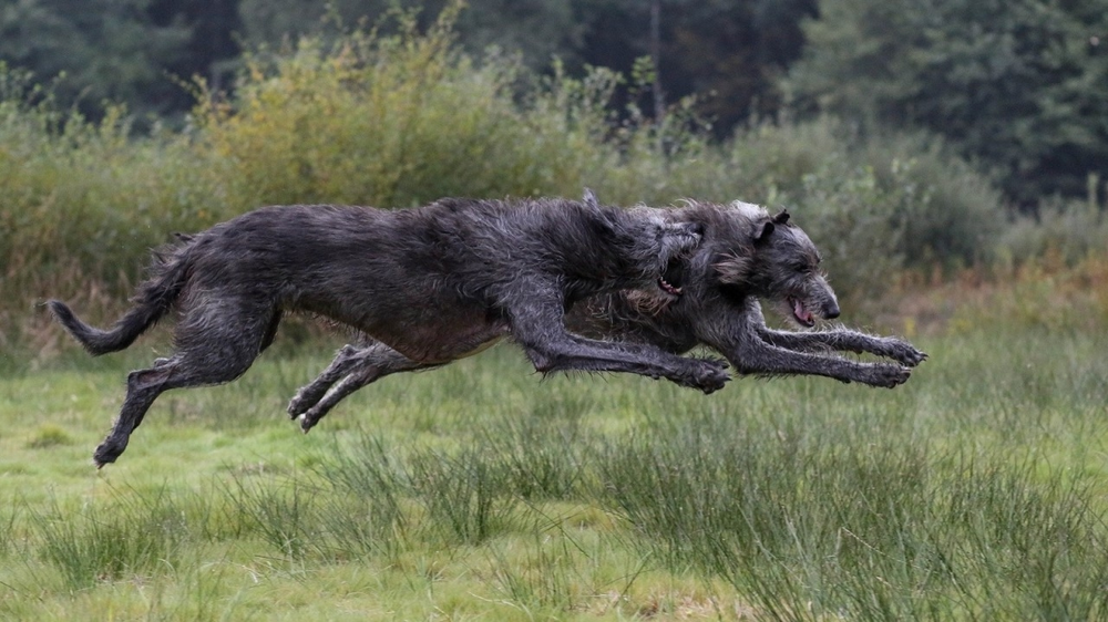 Какие породы собак победят волка или медведя?