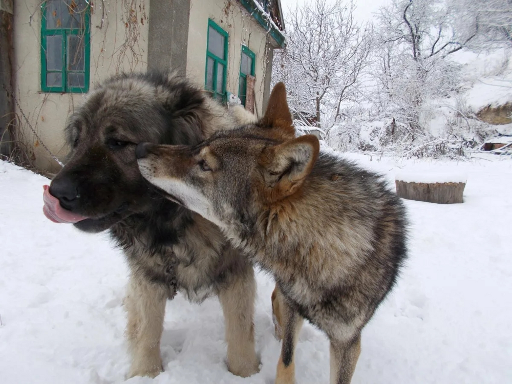 Какие породы собак победят волка или медведя?