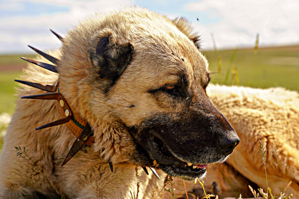 Какие породы собак победят волка или медведя?