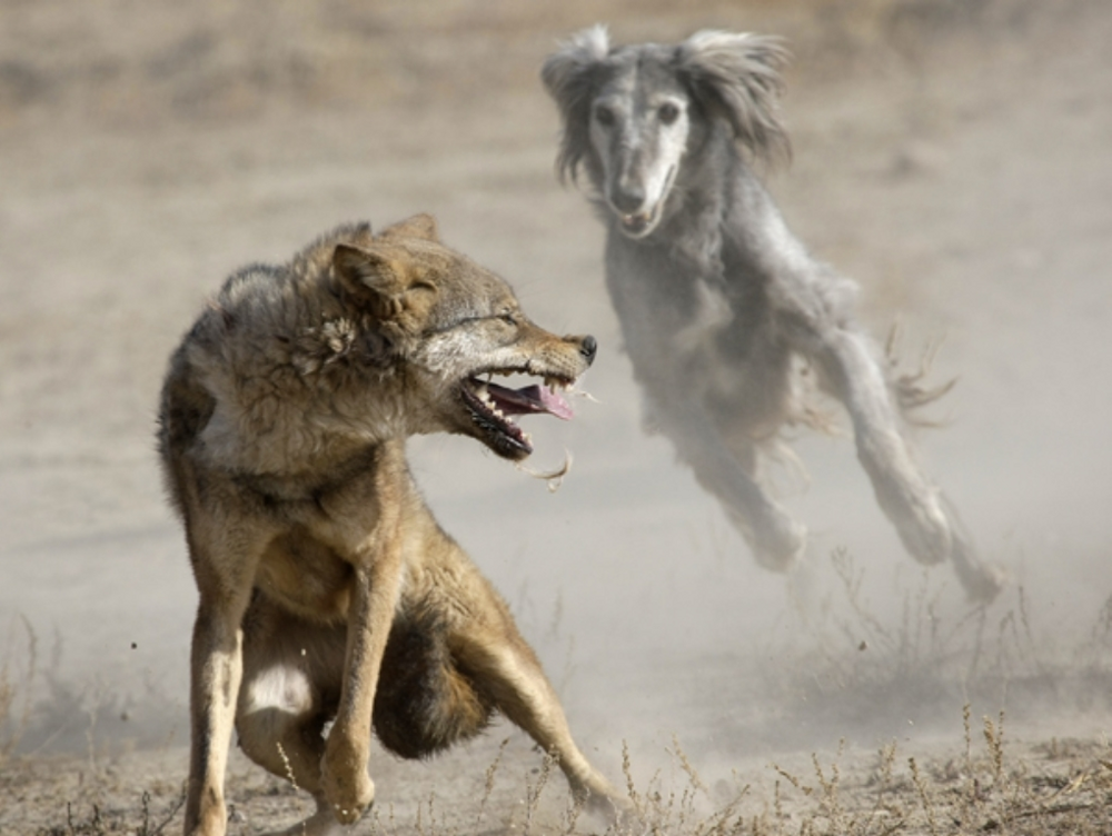 Какие породы собак победят волка или медведя?