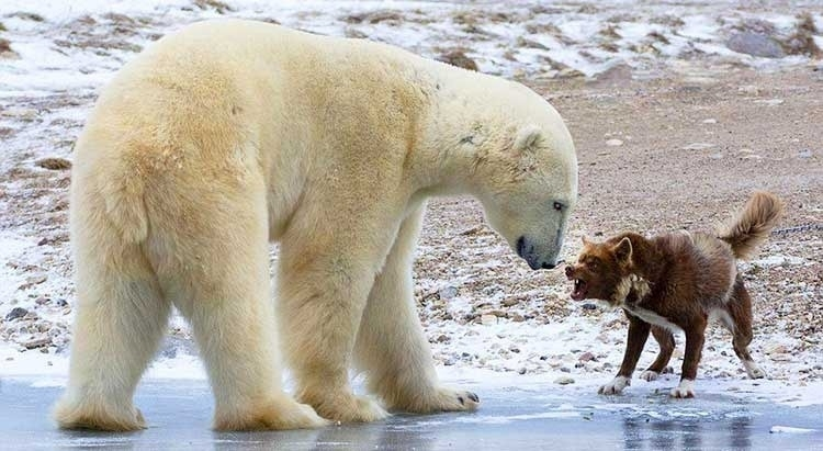 Какие породы собак победят волка или медведя?