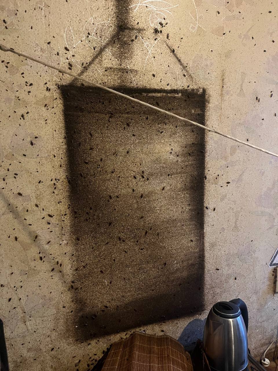 Тараканы захватили комнату в самарском общежитии