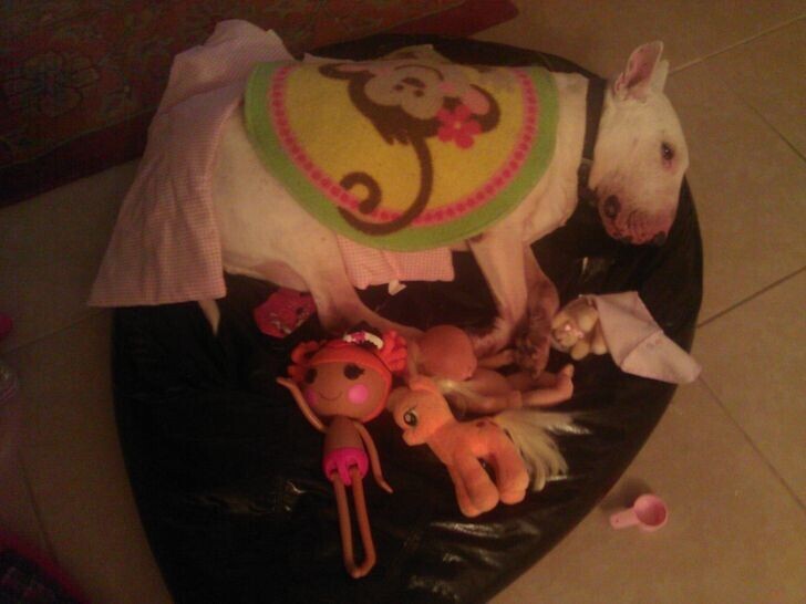 А вот и ещё один очень грозный и опасный пёс