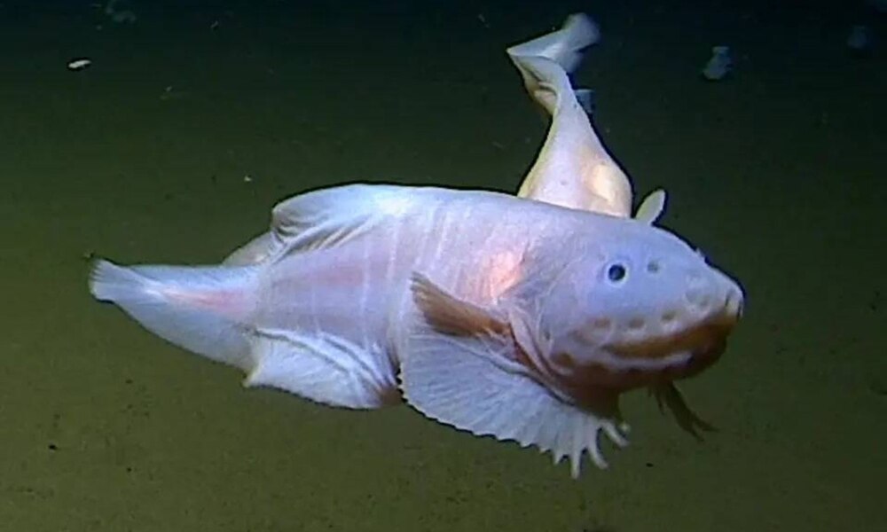 Самые глубоководные рыбы из известных на сегодня науке