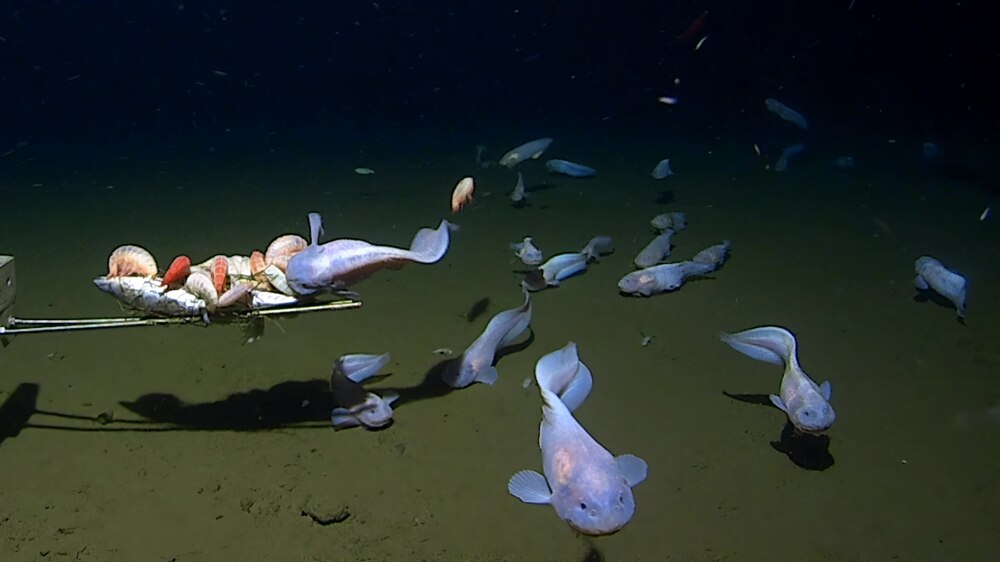 Самые глубоководные рыбы из известных на сегодня науке