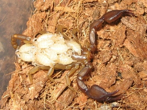 Крымский скорпион